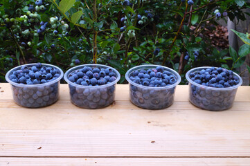 Harvesting blueberry (Vaccinium corymbosum L.). Containers filled with ripe fruit.