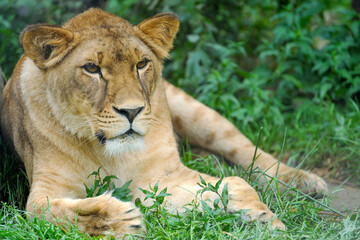 Obraz na płótnie Canvas A portrait of a lioness relaxing on grass