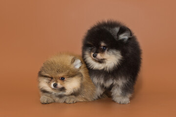 Two small Pomeranian puppies