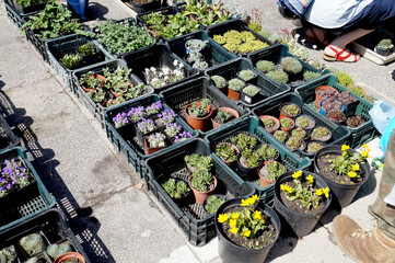 Spring sale of flowers. Customers in a garden shop filled with boxes of plants.