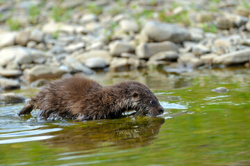 Eurasian river otter baby. Lutra lutra.