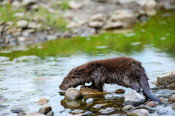 Eurasian river otter baby. Lutra lutra.