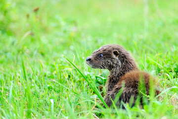 Eurasian river otter baby. Lutra lutra.