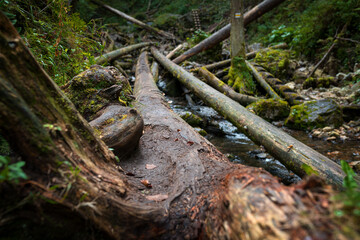 Wooden ladders over the stream in the gorges of the Slovak Paradise
