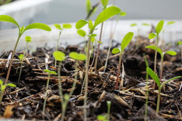 seedlings of bell pepper in cardboard boxes, on a windowsill