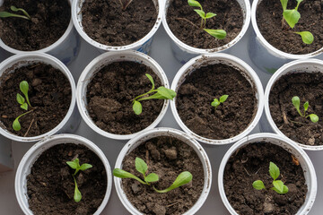 seedlings of bell pepper in cardboard boxes, on a windowsill