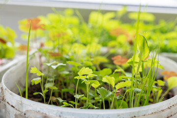 seedlings of bell pepper in cardboard boxes, on a windowsill