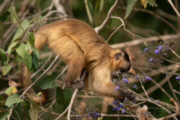 Obraz premium Hooded capuchin monkey (Cebus apella cay)