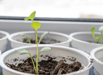 seedlings of bell pepper in cardboard boxes, on a windowsill