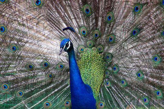 Indian Peafowl, Pavo cristatus, Burga Valley,  El Perello, Catalunya