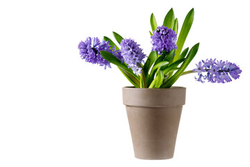 Naklejka na ściany i meble Bouquet violet blue garden blooming hyacinth flowers in vintage ceramic brown pot isolated on white background. Spring or easter plant