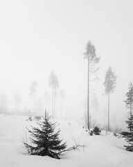 Trees in snow and fog
