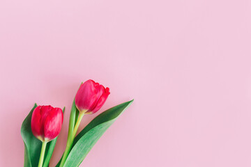 Tender pink tulips on pastel pink background. Greeting card for Women's day.