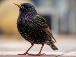 Standing Starling