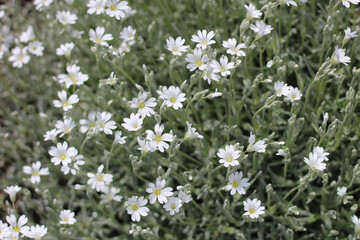 Blooming flower bed of mouse-ear chickweed