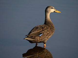 Blue-winged teal male (Spatula discors) dabbling duck group. Taken in Florida