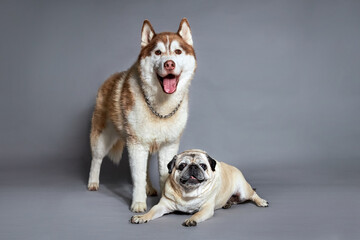 Funny closeup of mops and haske