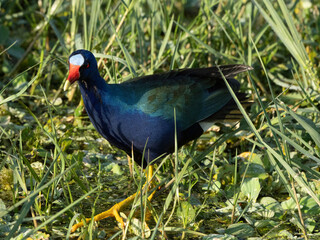 Purple Gallinule (Porphyrio martinicus) - Fresh swamps, marshes, ponds. Florida