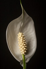 white calla lily with black background