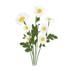 Bouquet of daisies vector stock illustration. Spring bunch of meadow flowers. White petals. Isolated on a white background.