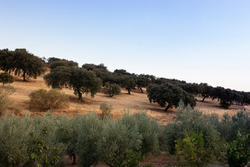 Fototapeta premium Landscape in the countryside of Spain