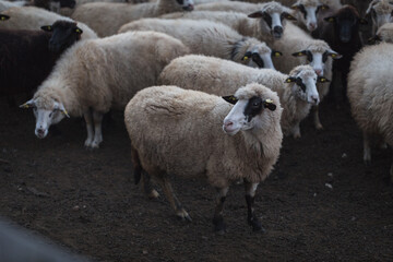 Herd of sheep in domestic countryside farm