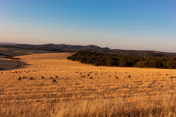 Fototapeta premium Sheep grazing in a wheat field of a village in Andalusia
