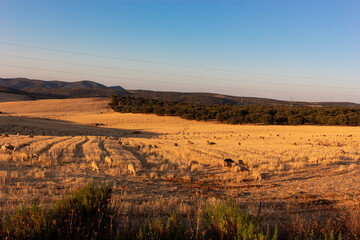 Naklejka premium Sheep grazing in a wheat field of a village in Andalusia