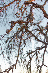Dead acorn tree in a field of a village in Spain