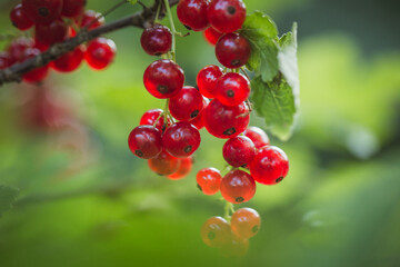 Red berries of a currant