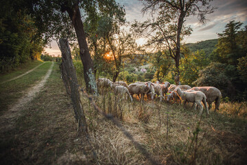 Herd of sheep in the field at sunset
