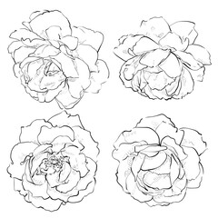 Roses flowers. Set. Vector sketch style illustration