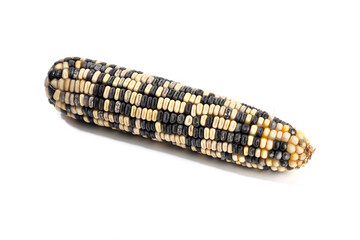 Cob of white and purple corn isolated on white background. Raw maize