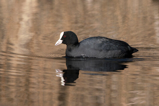 Side view of common eurasian coot swimming in the golden reflections of reed