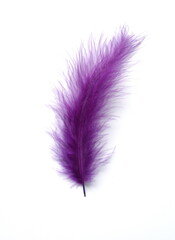 Violet bird feather on white background