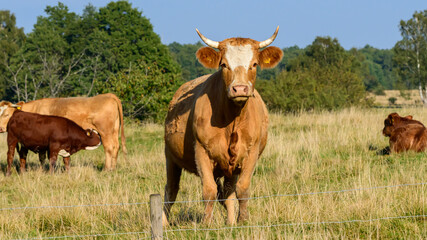 Cows near Lund, Scania, Sweden