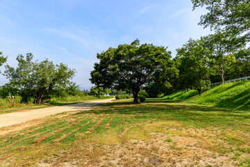 河川敷公園の大きな木
