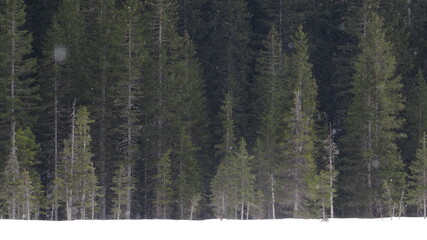 Pokljuka  Christmas tree forest, white snow below