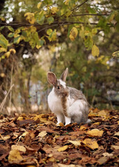 White-gray rabbit in the autumn forest washes his paw