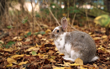 Cute little rabbit sitting on yellow leaves