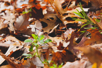 autumn leaves on the ground