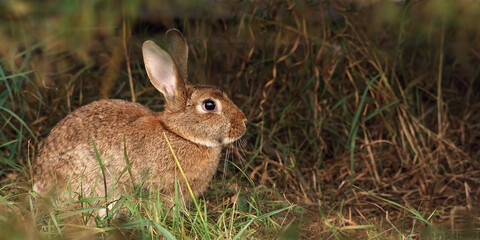 Brown rabbit sitting in green grass in spring