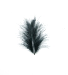 Black fluffy bird feather on white background