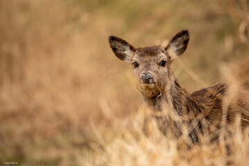  Deer surprised as he ate grass by the fjord în Norway. 