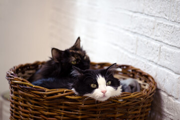 Two young black-and-white cats and a three-haired one are resting in a wicker basket against a white wall