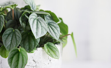 Macro of potted Peperomia Orba Frost houseplant over a white background.