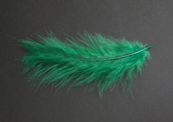 Emerald green feather, plume on dark background