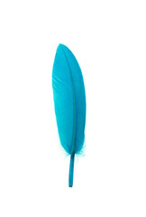 Turquoise bird feather on  white background