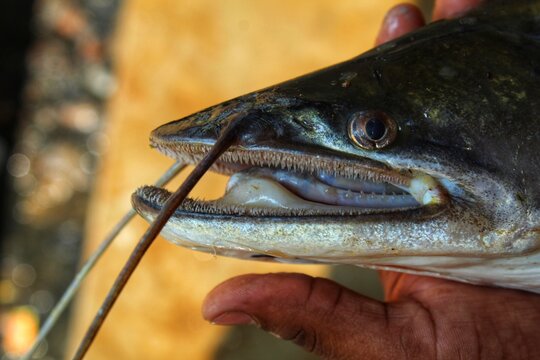 big wallago attu fish in hand giant river monster catfish in hand