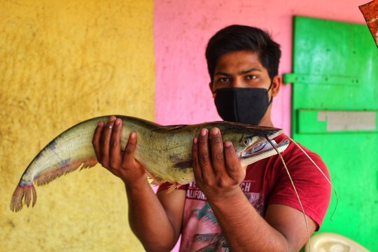 big wallago attu fish in hand monster wallago attu  catfish in hand